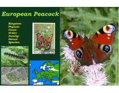 European Peacock (Inachis io)