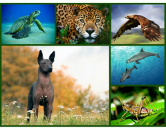 National Animals of Mexico