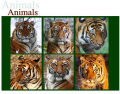 Six subspecies of Tiger
