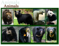 Eight Subspecies of Bears