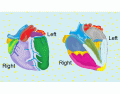 Parts of the Equine Heart