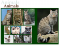 Five species of cats (Felis)