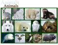 Arctic animals - Binomial names