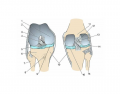 Knee joint, anterior and posterior views