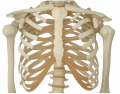 Thoracic Cage 2