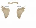 Clavicle and Scapula