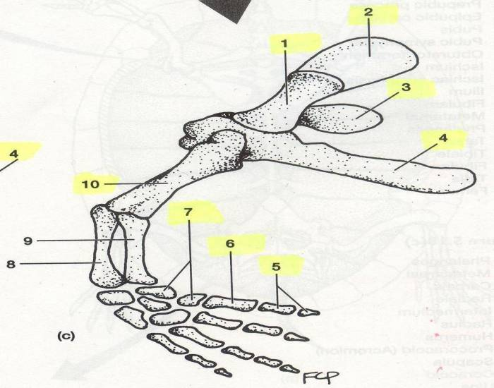 pectoral girdle of necturus Quiz