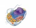 Typical Animal cell