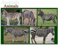 Five subspecies of the plains zebra