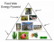 Food Web Energy Pyramid