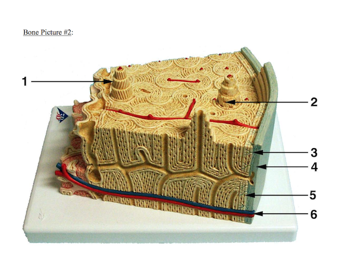 Bone Structure Figure 2 Quiz
