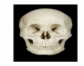 Skull Bone Markings