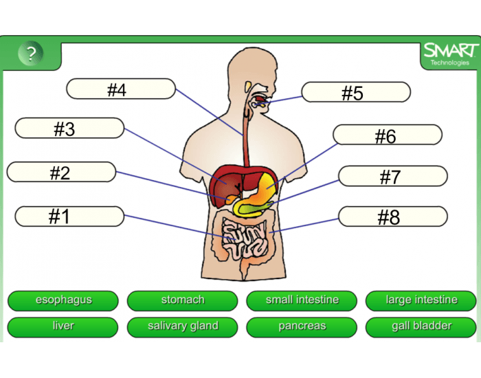 Digestive System Practice Quiz