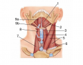 Anterior view of muscle of the Neck