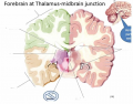 Forebrain at Thalamus-midbrain junction (Section 3)
