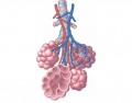 Luthy - Alveoli
