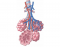 Luthy - Alveoli