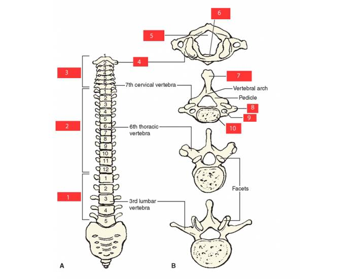 vertebral column Quiz
