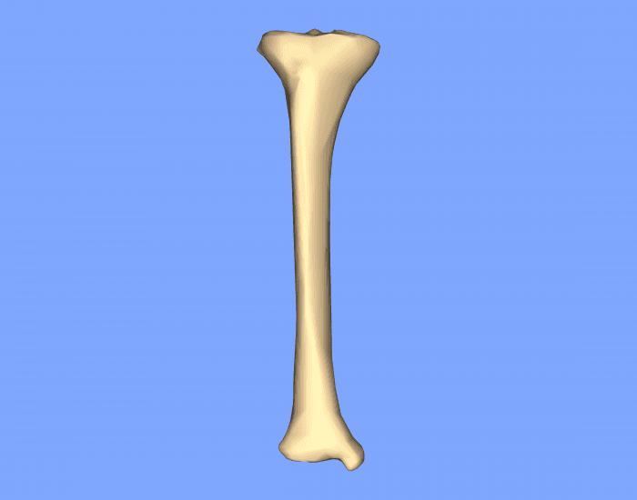Tibia Game Printable Worksheet