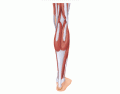 Muscles-Posterior Lower Leg 1