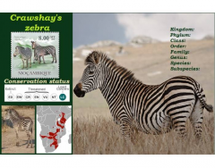 Crawshay's zebra (Equus quagga crawshayi)