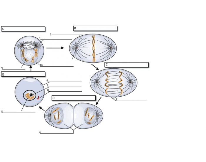 Mitosis Quizzes