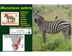 Maneless zebra (Equus quagga borensis)