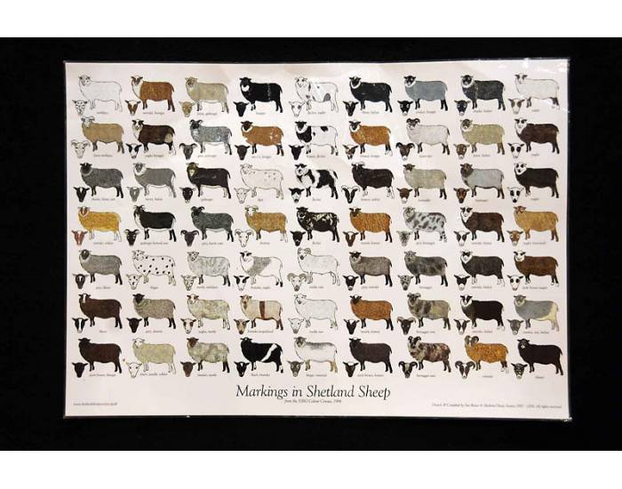 Color Sheep Game Colors of the Sheep Quiz