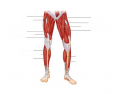 Midway Anterior Lower Body Muscles