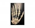 The Appendicular Skeleton - Structures of the Hand