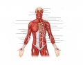 Upper torso superficial muscles