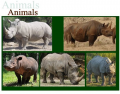 The five extant species of Rhinoceros