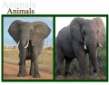 Two Subspecies of African elephant