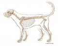 Canine Skeleton