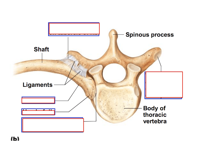 Optimal Triangle Rib Structure of Typical True Rib — Printable Worksheet