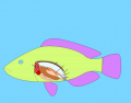 Fish Internal Anatomy