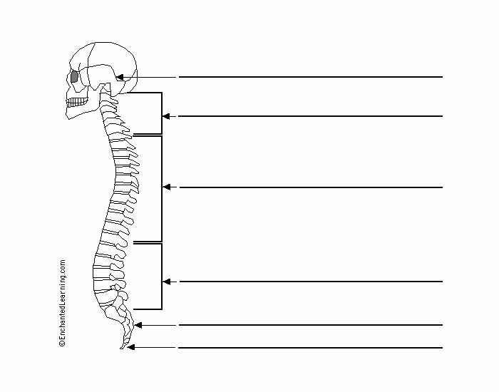 Label the Spinal Column Quiz