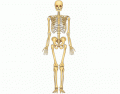 Huesos del esqueleto