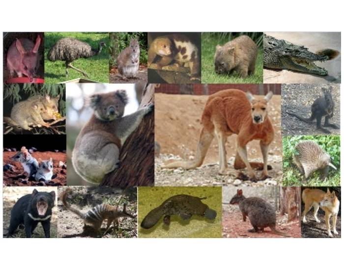 native australian animals collage