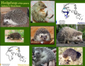 Hedgehogs II