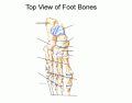 Bones in Human Foot
