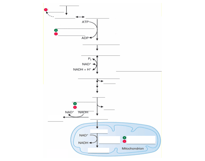 Glycolysis — Printable Worksheet