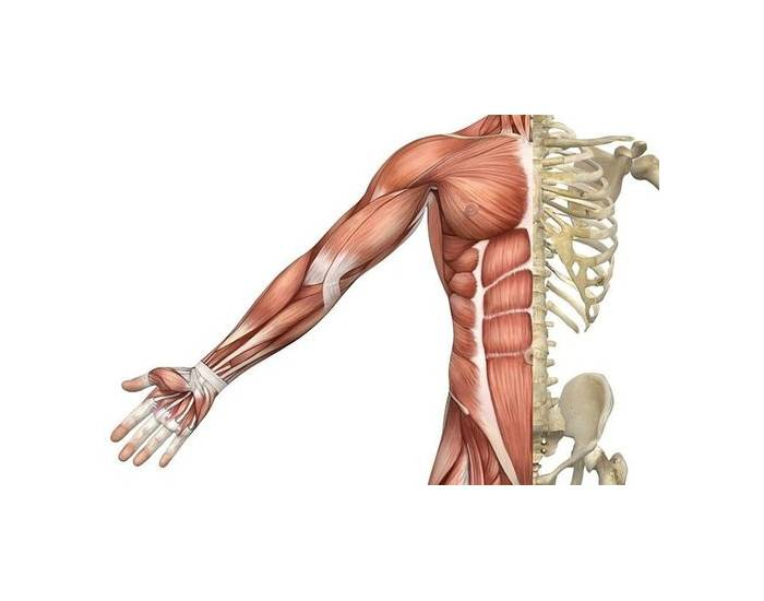 UPPER BODY MUSCLES Quiz