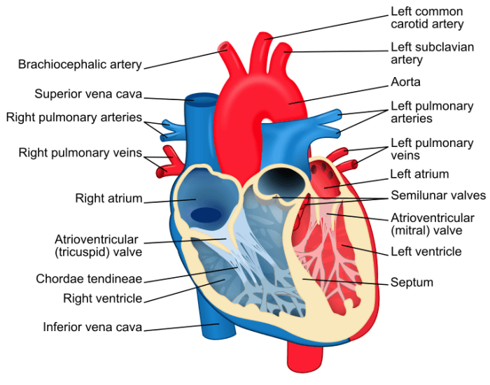 Blood Flow Through Heart Quiz