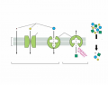 Transport across the Cell Membrane 2 (bio)