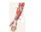 Anterior Muscles of the Arm and Forearm