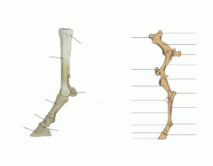 Equine Leg Bone Anatomy