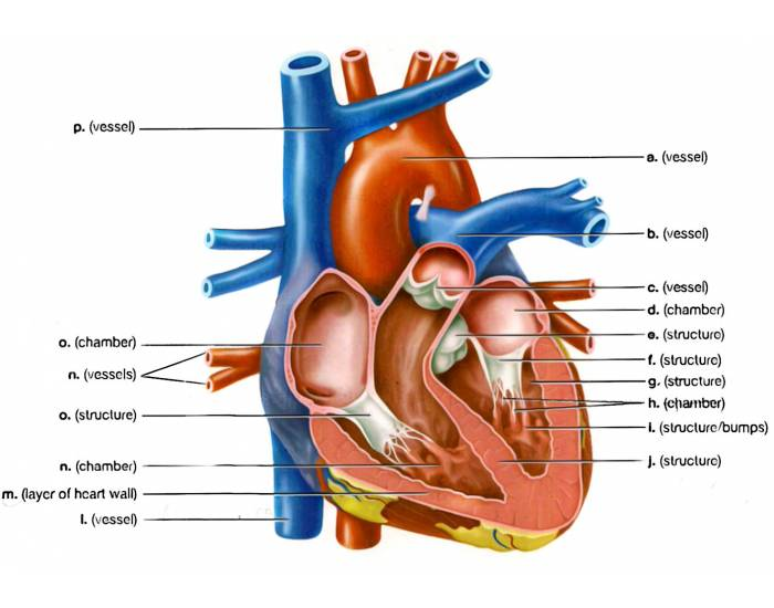 Basic A&P Labelling Human Heart Quiz