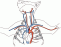 Upper Circulatory System (Drawn image) Cat Anatomy