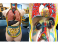 Human torso anatomy (THE BASICS)